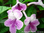 #S022 Orchid Lace